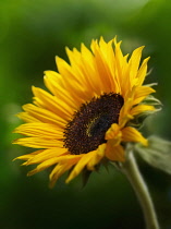 Sunflower, Helianthus annuus, Close side view showing deep brown centre with many stamen surrounded by yellow petals.against a green background.