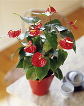 Painter's palette, Anthurium scherzerianum, Red plant pot on a table.
