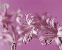 Nerine, Close view of several pink flowers with selective focus.