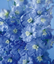 Delphinium, Close view of 2 stems with multiple blue flowers with cream centres.