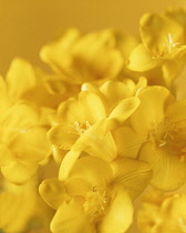 Freesia, Close view of several yellow flowers with selective focus.
