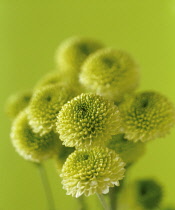 Chrysanthemum, Chrysanthemum 'Kermit', A group of several button type green flowers.