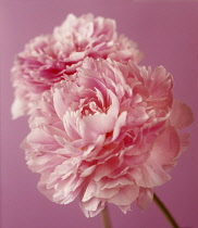 Peony, Paeonia lactiflora 'Sarah Bernhardt', Two pink flowers many petalled, one sharp focus.
