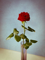 Rose, Rosa 'Grand Prix', Single stem red rose with leaves in glass vase against mottled blue wall.