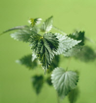 Nettle, Stinging nettle, Urtica dioica, A group of leaves shot against a green background with a small area sharp focus showing the stinging hairs.