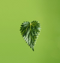 Nettle, Stinging nettle, Urtica dioica, A single leaf shot against a green background with a small area sharp focus showing the stinging hairs.