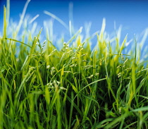 Grass, Low close view of lawn or meadow against a blue sky.
