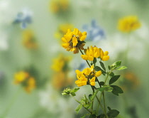 Bird's foot trefoil, Lotus corniculatus, Side view of group of 3 yellow flowerheads with other flowers soft focus behind.