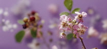 Wild blackberry, Rubus fruticosus., A sprig of flowers with others and berries soft focus behind.