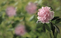 Peony, Paeonia lactiflora 'Sarah Bernhardt', Side view of single flower with leaves and others soft focus behind.
