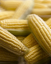 Sweetcorn, Zea mays, Several yellow cobs with green husks laid on top of one another.
