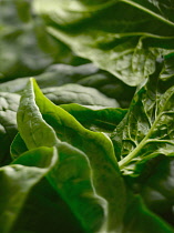 Spinach, Spinacea oleracea, Several leaves laid on top of one another.