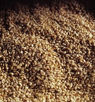 Mexican pinenut, Pinus cembroides, Masses of pine nuts in a pile with moody light.