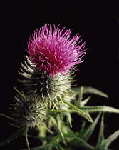 Spear thistle. Cirsium vulgare, Close view of single spiky flowering head with bud and leaves.