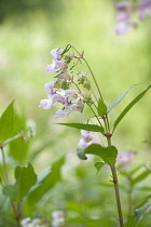 Himalayan balsam, Impatiens glandulifera, Side view of a flowering stem among others.