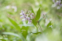 Himalayan balsam, Impatiens glandulifera, Side view of a flowering stem among others.