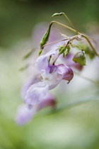 Himalayan balsam, Impatiens glandulifera, Side view of a flowering stem among others.