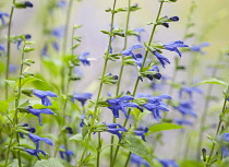 Sage, Salvia guaranitica 'Blue Enigma', Side view of several stems with lipped blue flowers.