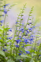 Sage, Salvia guaranitica 'Blue Enigma', Side view of several stems with lipped blue flowers.