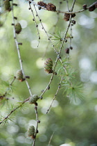 Larch, Larix decidua, Twigs with whorls of needles and small green cones.