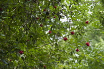 Honeysuckle, Lonicera periclymenum, Clusters of red berries on long stems climbing amid other foliage.