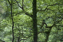 Common oak, Quercus robur, Side view of upper branches of some trees with ivy climbing up the trunks.