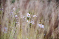 Japanese anemone, Anemone hupehensis var. japonica, A flowering plant just visible through Feather reed grass, Calamagrostis x acutiflora 'Karl Foerster'.