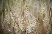 Korean feather reed grass, Calamagrostis brachytricha, Side view of several stems with their feathery plumes of creamy brown.