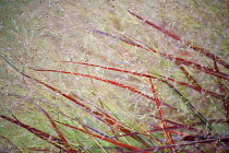 Switch grass, Panicum virgatum 'Rehbraun', A mass of panicles of tiny flowers and leaves turning red, interwoven into an abstract pattern.