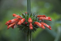 Lion's tail, Leonotis leonurus, Side view of tubular orange flowers in a spikey whorl encircling a square stem.