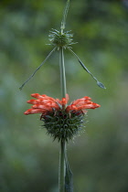 Lion's tail, Leonotis leonurus, Side view of tubular orange flowers in a spikey whorl encircling a square stem.