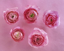 Ranunculus, Persian butercup, a pink Ranunculus asiaticus, Overhead view of five single flowerheads arranged on a pink background.