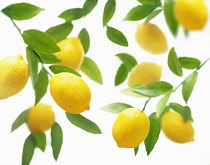 Lemon, Citrus limon, Overhead view of lemons on stalks with leaves, with more soft focus behind on a white background.