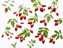 Dog rose, Rosa canina, Overhead view of clusters of rosehips with leaves with more soft focus behind, scattered on a white background.