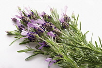 French lavender, Lavandula stoechas, A bunch of several cut stems.