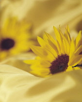 Sunflower, Helianthus, Side view of two flowerheads sunk into matching yellow fabric.