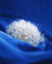 Dandelion, Taraxacum officinale, Side view of a fluffy white seedhead sunk into blue fabric.