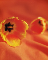 Tulip, Tulipa, Side view of two flowerheads laid onto matching orange fabric, selective focus giving an all over soft effect.