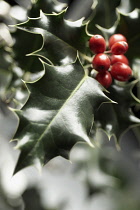 Holly, Ilex aquifolium, Close front view of a sprig of spikey leaves and a cluster of red berries.