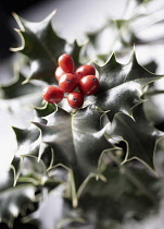 Holly, Ilex aquifolium, Close front view of a sprig of spikey leaves and a cluster of red berries.