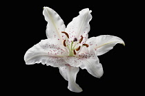 Lily, Lilium 'Casa Blanca', Front view of cut out six petalled open white flower with orange spots and stamens covered with orange pollen.