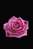 Rose, Rosa,. Front view of cut out of one pink flower showing perfect formation of petals.