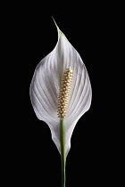 Peace lily, Spathiphyllum wallisii, Front view of single white flower showing the large central stigma against the single petal.