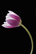 Tulip, Tulipa, Side view of single pink and white bi-colour flower with curved stem.