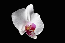 Moth orchid, Phalaenopsis, Front view single white flower showing central pink structure.