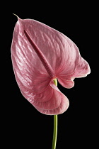 Flamingo flower, Anthurium, Front view of single pink flower showing the large central stigma against the single petal.