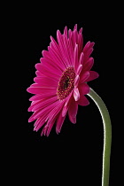 Gerbera, Barberton daisy, Gerbera jamesonii,Side view of single magenta colour flower and stem.