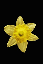 Daffodil, Narcissus, Front view of single yellow flower showing trumpet and stamen within.