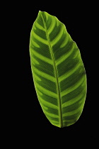 Zebra plant, Calathea zebrina, Front view of one light green leaf with regular dark markings each side of midrib.