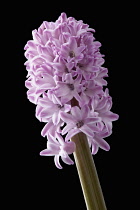 Hyacinth, Hyacinthus, Side view of a single pink and white bi-coloured flowerhead with multiple florets on a straight stem.